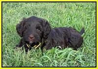 Cayman Flynn pups 6 wks old 241