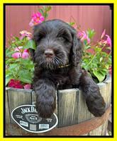 Cayman Flynn pups 7 wks old 161