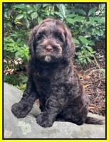 Cayman Flynn pups 8 wks old 16100