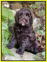 Cayman Flynn pups 8 wks old 18100