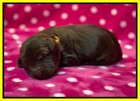 Caymnan Flynn One wk old pics 151