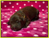 Caymnan Flynn One wk old pics 161