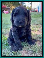 Cayman Flynn pups 5 wks old 271