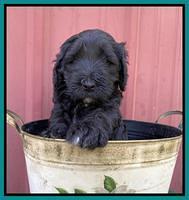 Cayman Flynn pups 5 wks old 311