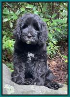 Cayman Flynn pups 8 wks old 461