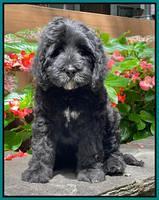 Cayman Flynn pups 8 wks old 481