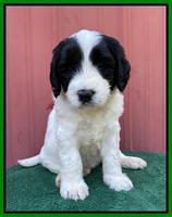 Cayman Flynn pups 5 wks old 371