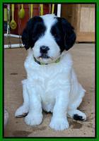 Cayman Flynn pups 5 wks old 401