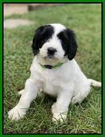 Cayman Flynn pups 6 wks old 251
