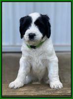 Cayman Flynn pups 6 wks old 261