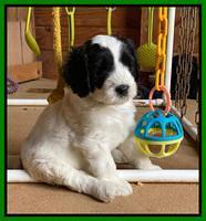 Cayman Flynn pups 6 wks old 271