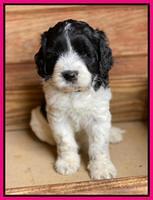 Cayman Flynn pups 6 wks old 281
