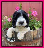 Cayman Flynn pups 7 wks old 221