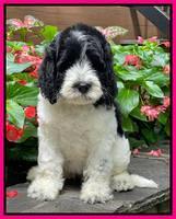 Cayman Flynn pups 8 wks old 381