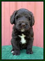 Cayman Flynn pups 5 wks old 471