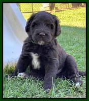 Cayman Flynn pups 5 wks old 481