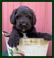Cayman Flynn pups 5 wks old 491