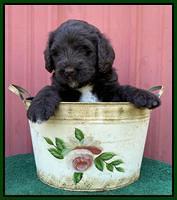 Cayman Flynn pups 5 wks old 501