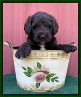 Cayman Flynn pups 5 wks old 511