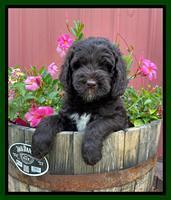 Cayman Flynn pups 7 wks old 241