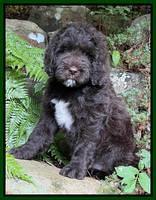 Cayman Flynn pups 8 wks old 1200