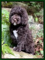 Cayman Flynn pups 8 wks old 3200