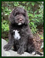 Cayman Flynn pups 8 wks old 6200