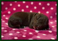 Caymnan Flynn One wk old pics 251