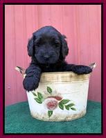 Cayman Flynn pups 5 wks old 571