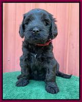 Cayman Flynn pups 5 wks old 591