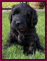 Cayman Flynn pups 6 wks old 401