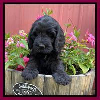 Cayman Flynn pups 7 wks old 301
