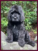 Cayman Flynn pups 8 wks old 361