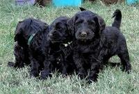 AH pups 6 wks old 75