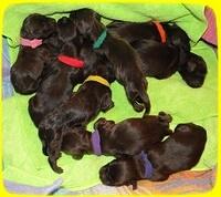 AH pups newborn group 3