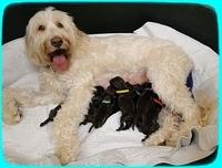 AH pups newborn group 7