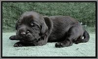 AH pups 1 wk old 33