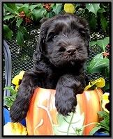AH pups 6 wks old 30