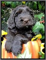 AH pups 6 wks old 4