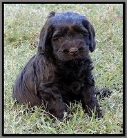 AH pups 6 wks old 56