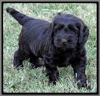 AH pups 6 wks old 74
