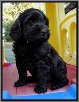 AH pups 7 wks old 1
