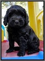 AH pups 7 wks old 3