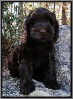AH pups 8 wks old 32