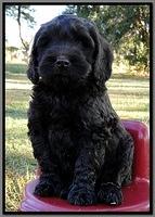 AH pups 8.5 wks old 6