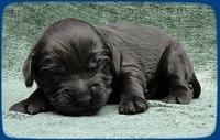 AH pups 1 wk old 6