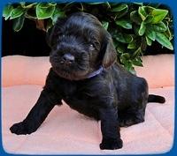 AH pups 3 wks old