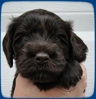AH pups 4 wks old 28