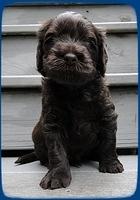 AH pups 4 wks old 29