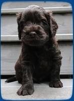 AH pups 4 wks old 30